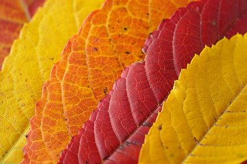 Obraz premium Autumn Symphony Close Up of Colorful Fall Leaves Texture and Veins