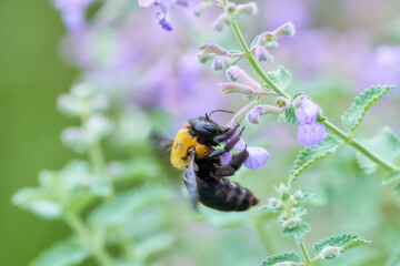 紫色の可愛いネペタの花にしがみつきぶら下がるクマバチ