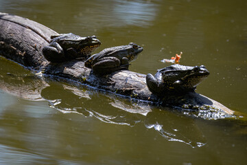 Three Marsh Frogs bask in the sun on a wooden log, perpendicular to the camera lens, on a sunny summer day.	
