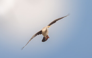 Australasian Darter bird
