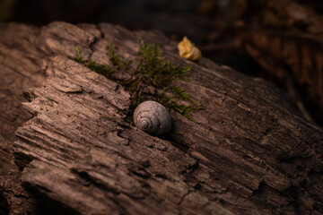 Schnecke auf einem Baumstamm 