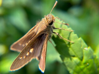 Macro close-up of a brown skipper butterfly (Hesperiidae) perched on a green leaf, showing detailed wings and compound eyes in natural sunlight.