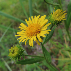 日本で夏にオグルマが黄色い花を咲かせています