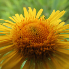 日本で夏にオグルマが黄色い花を咲かせています