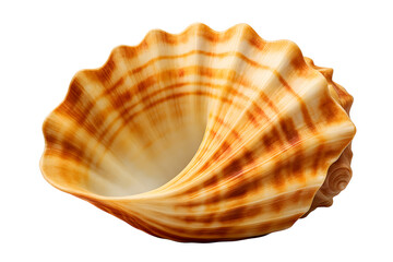 Obraz premium Detailed seashell with ornate texture, marine specimen perfect for coastal decor and natural collections
