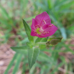 日本で夏にユウゲショウがピンク色の花を咲かせています
