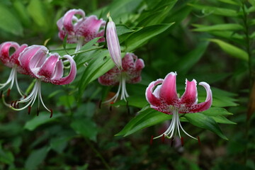 純潔を象徴する花