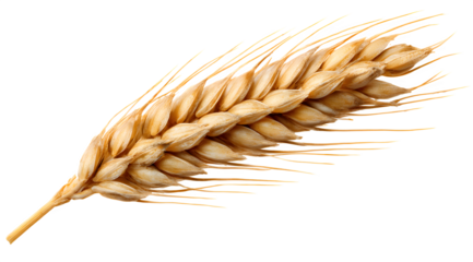 Golden wheat stalk, a symbol of harvest and natural bounty, perfect for food agriculture and organic themes