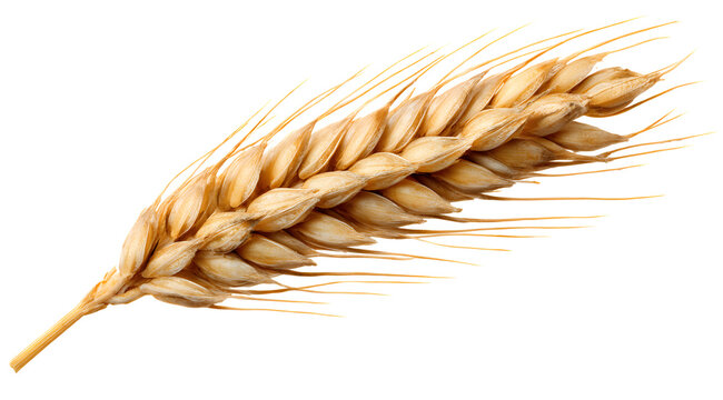 Fototapeta Golden wheat stalk, a symbol of harvest and natural bounty, perfect for food agriculture and organic themes