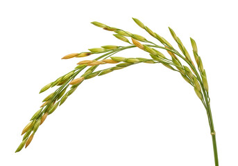 Naklejka premium Close-up of a green rice plant with mature grains against a black background