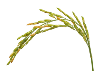 Close-up of a green rice plant with mature grains against a black background