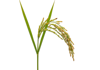 Close-up of a mature rice plant with grains hanging on a young stalk against a black background