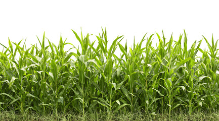 Obraz premium Vibrant green corn stalks sway gently in a sunny field, showcasing healthy growth and agricultural abundance.