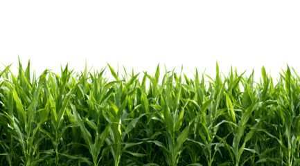 Vibrant green corn stalks sway gently in a sunlit field, perfect for agricultural or nature projects.