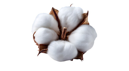 Pure fluffy cotton boll showcasing natural fiber softness and agricultural bounty