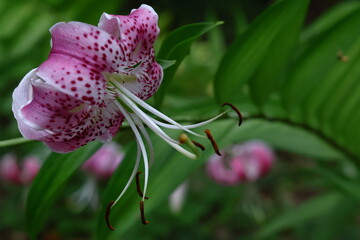 純潔を象徴する花