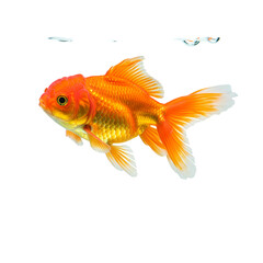 Stunning vibrant goldfish gracefully swims, a symbol of luck and prosperity in clear water