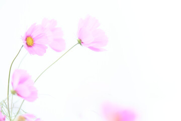 Fototapeta premium ハイキー調ソフトフォーカス白背景のピンク色のコスモスの花