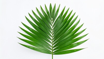 "Green tropical palm leaf, isolated on white background, botanical stock image"
