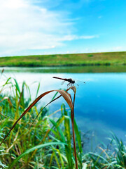 一休みするトンボ © k.koyuki