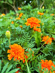 オレンジ色のマリーゴールド