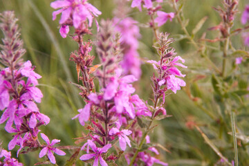 Morning wildflowers. Wild flowers. Blurred background