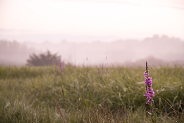 Morning fog in the meadow. Fog in the field. Romantic and mystical landscape
