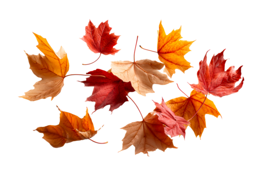 Colorful autumn leaves on a transparent background