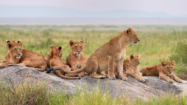 Playful Lion Cubs Resting on a Rock in the Serengeti