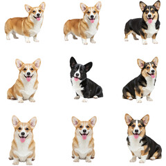 Obraz premium Nine pembroke welsh corgi dogs isolated on transparent background