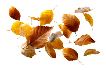 Autumn leaves against white background