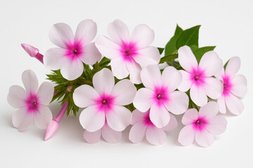 Obraz premium Phlox