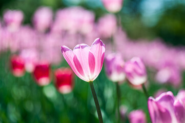 Close-up of a pink tulip in full bloom with a blurred background of flowers, symbolizing spring, beauty, and freshness in a natural garden setting.
