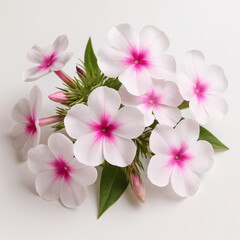 Obraz premium Phlox