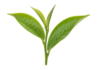 Close-up of a young green tea plant with vibrant new leaves isolated on black background