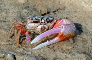 The crab has one oversized claw, which is pink, orange, and white, contrasting with its smaller claw and legs.