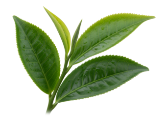 Close-Up of Fresh Green tea leaves on black background for herbal or botanical illustration