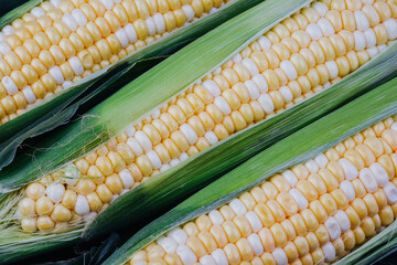 Closeup view of fresh sweet corn kernels with green husk concept for natural healthy vegetable or farm produce photography