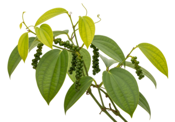Close-up of green vine leaves and small green fruit clusters against black background