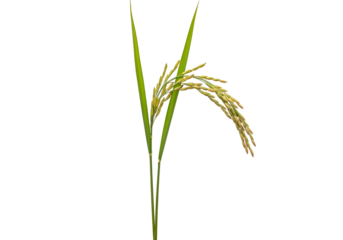 Close-up of rice plant with grains and green leaves on a black background