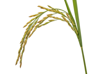 Close-up of ripening rice grains on a single stalk against a black background