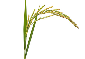 Obraz premium Close-up of ripening rice plant with grains on a black background for agricultural, cereal crop,