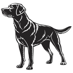 Fototapeta premium black labrador retriever