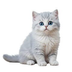 Adorable fluffy white kitten with striking blue eyes sits patiently, a perfect symbol of innocence and joy.