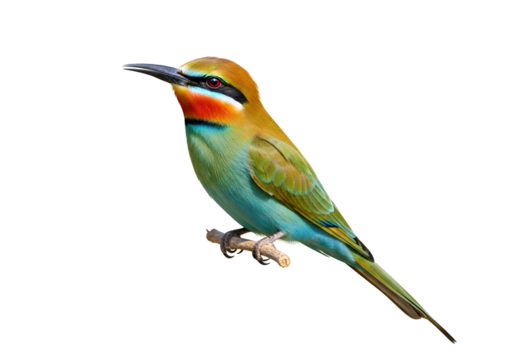 Colorful European Bee-eater Bird Isolated on Black Background with Vibrant Plumage and Sharp Beak