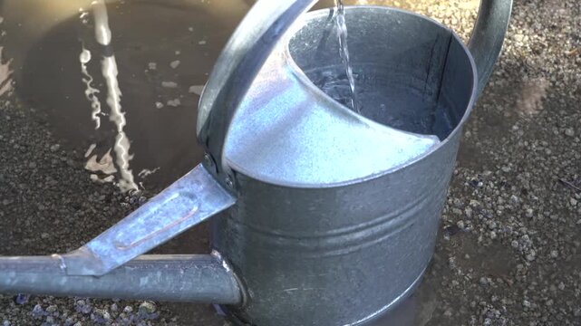 Water filled galvanized metal watering can