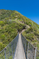 ニュージーランド　パエカカリキ・エスカープメント・トラックに架かる吊り橋