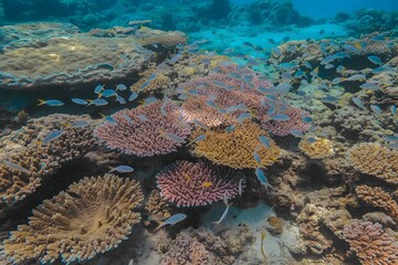 Vibrant underwater coral reef teeming with diverse marine life and colorful corals