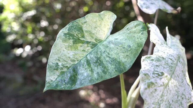 Variegated alocasia odora leaves swaying gently