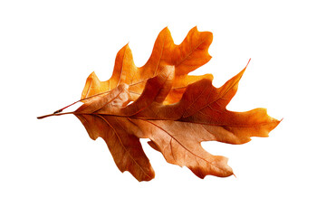 Close up of orange oak leaves on a white background